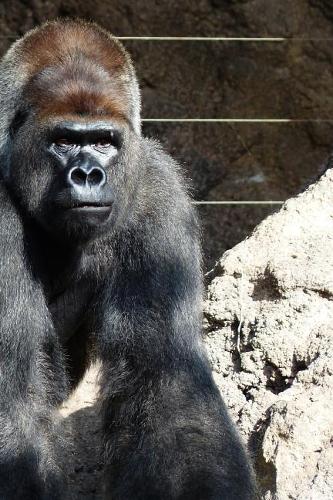 Gorilla Notebook - Journal Gift for Cute Animal Lovers: 6x9 in (15x23 cm) Medium College Ruled Notebook, 116 page, lined