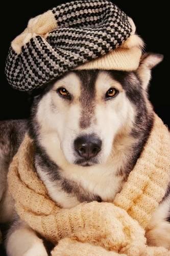 A Well Dressed Husky, for the Love of Dogs: Blank 150 Page Lined Journal for Your Thoughts, Ideas, and Inspiration(English)