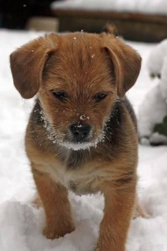 Terrier Puppy in the Snow (for the Love of Dogs)