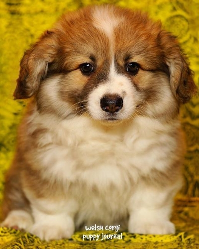 Welsh Corgi Puppy Journal