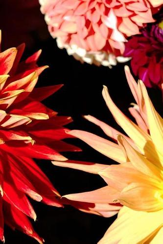 2019 Daily Planner Flowers Pretty Zinnias 384 Pages: (Notebook, Diary, Blank Book)(2019 Planners Calendars Organizers Datebooks Appointment Books Agendas)