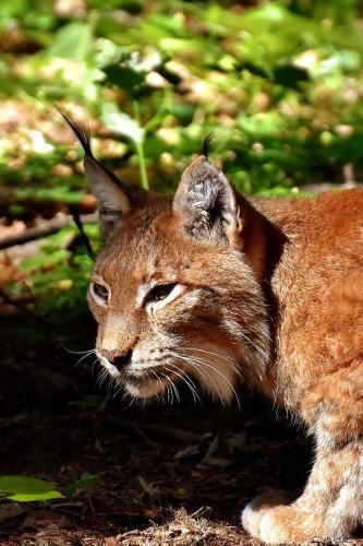 Lynx On the Prowl Journal