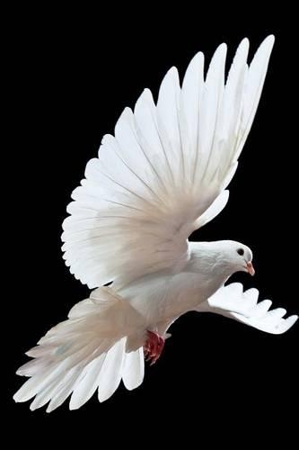 White Dove in Flight (Birds of the World)