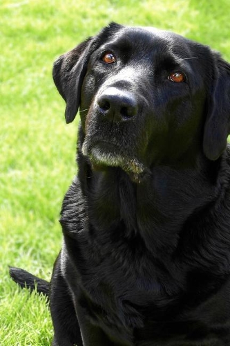 The Adoring Face of a Black Labradoe Retreiver Dog Journal