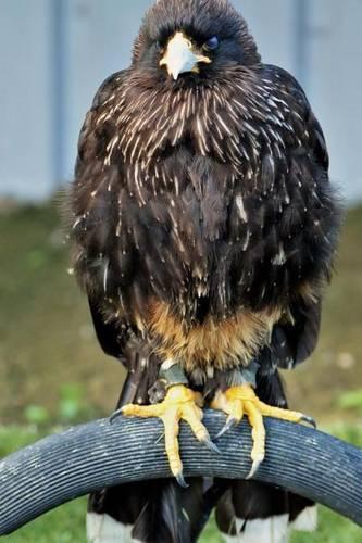 Caracara Falcon Perched on a Branch