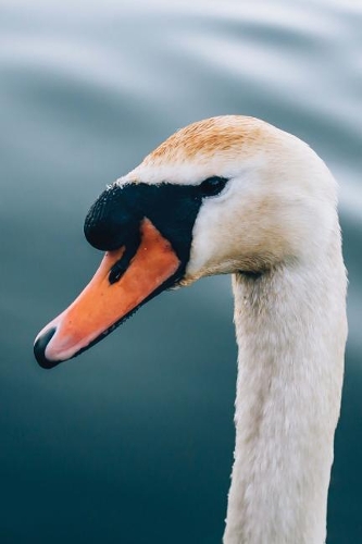 Orange Beaked Swan on the Water