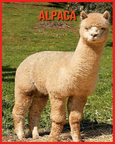 Alpaca: Amazing Facts & Pictures