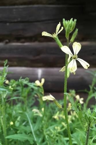 Rucola Plant Journal