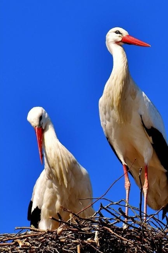 Mated Stork Pair in a Nest Journal