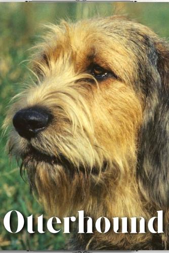 Otterhound