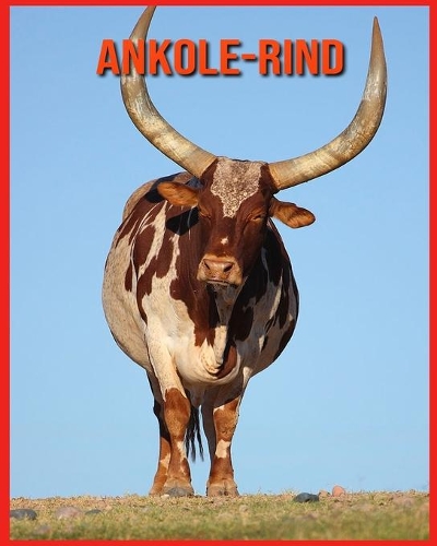 Ankole-Rind
