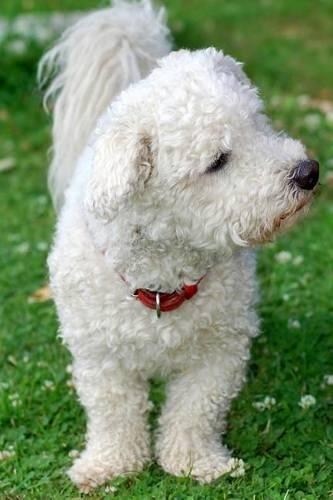 The Bolognese Dog Journal