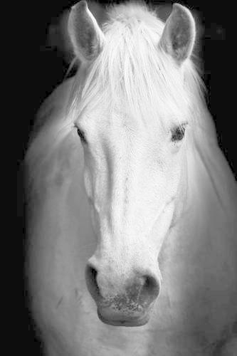 White Horse Portrait in Black & White Journal