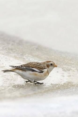 Snow Bunting Bird Journal