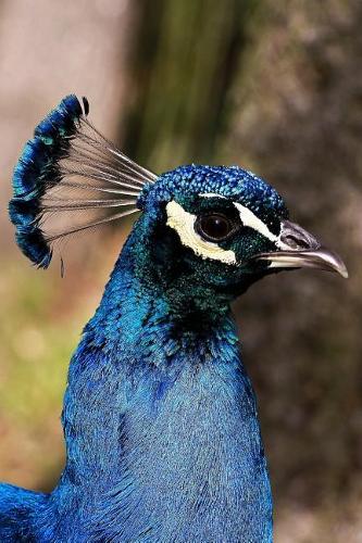 Blue Crested Peacock Journal: Take Notes, Write Down Memories in this 150 Page Lined Journal