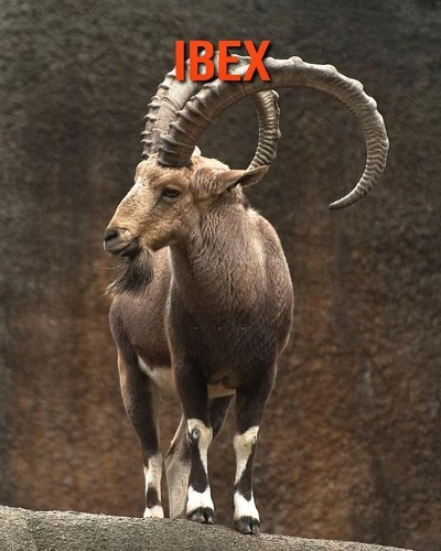 Ibex