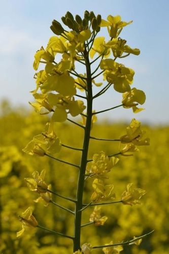 Close Up of a Rapeseed Blooming in a Field Journal