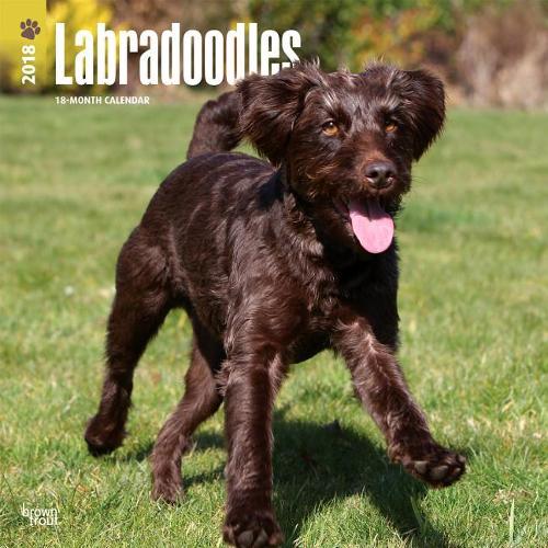 Labradoodles 2018 Wall Calendar