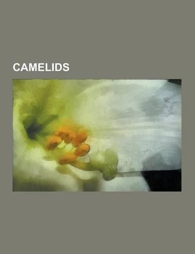 Camelids