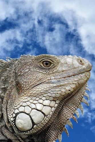Iguana Up Close Journal