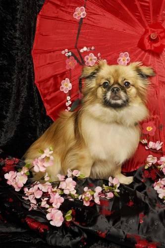 The Tibetan Spaniel Dog Journal