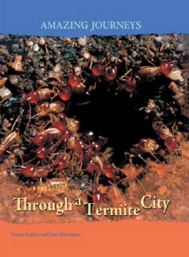 Through a Termite City