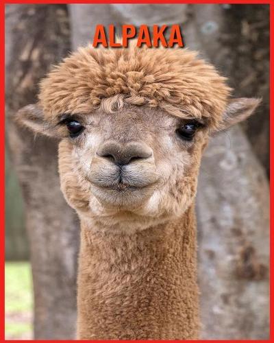 Alpaka: Erfahre mehr über Alpaka und freue dich an den farbenfrohen Bildern