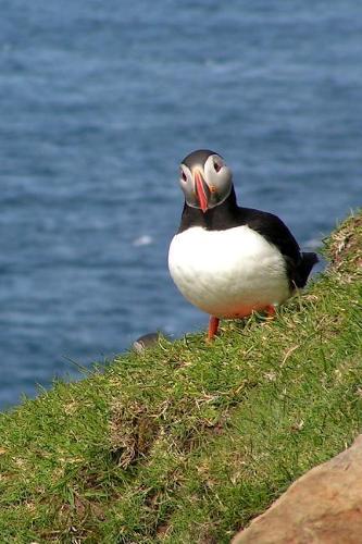 Cute Puffin on a Hill in the Faroe Islands Animal Journal: 150 Page Lined Notebook/Diary