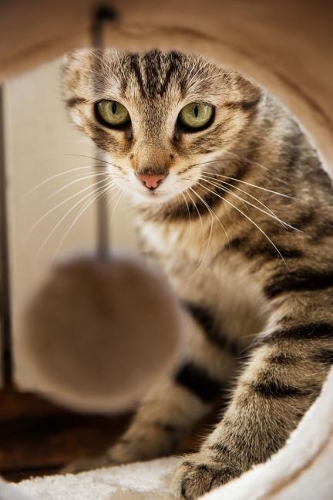 Pretty Little Tabby Kitty Cat Peeking Out at You Journal