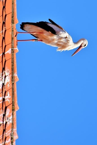 Stork on a Red Tile Roof Journal