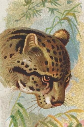 Ocelot