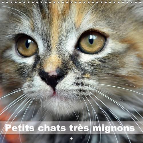 Petits chats très mignons 2016: Photos fascinantes des tigres de salon prises en gros plan.(Calvendo Animaux)