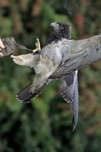 Chilean Blue Eagle, Birds of the World