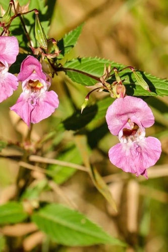 Impatiens Balsamina Balsam Flowers Blooming in a Field Journal