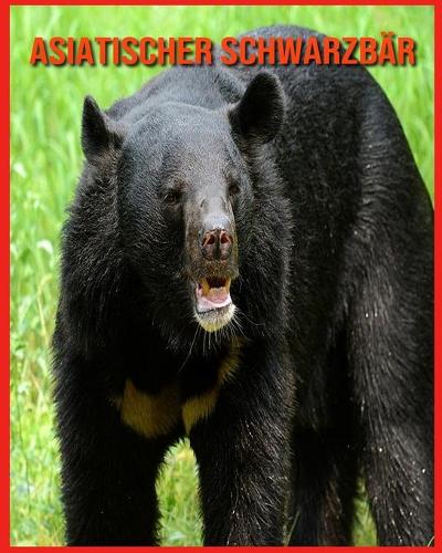 Asiatischer Schwarzbär
