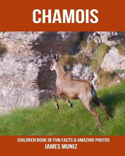 Chamois