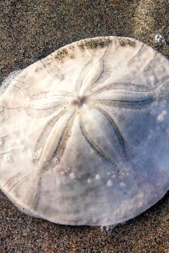 A Beautiful Sand Dollar on the Beach Sea Urchin Journal