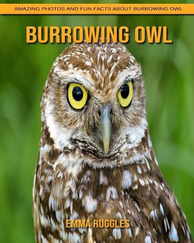Burrowing Owl: Amazing Photos and Fun Facts about Burrowing Owl