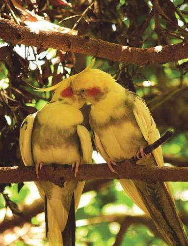 Bird Composition Notebook: College Ruled Lined: 7.44 x 9.69 In. Journal/Diary For Bird Lovers/Ornithologist/Animal Lover(4 Mjayyz Composition Notebooks/Journals/Diaries)