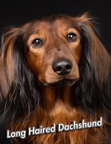 Long Haired Dachshund