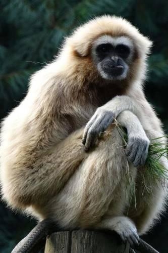 A Gibbon Primate on a Perch
