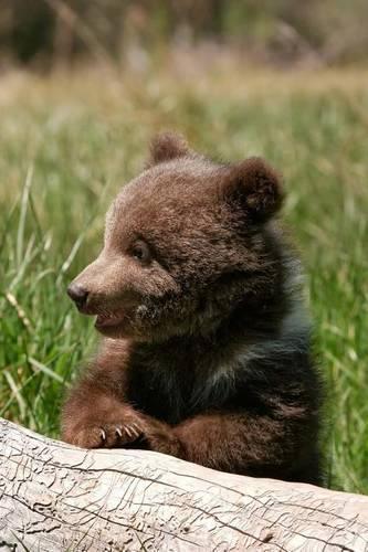 Grizzly Bear Cub Sitting by a Log Journal