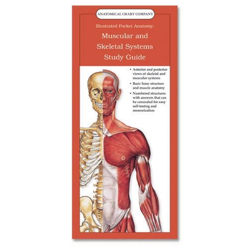 Muscular and Skeletal Systems