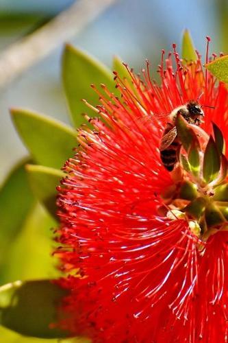 Bottlebrush Tree with a Honey Bee Journal