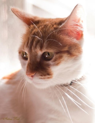 Address Book: Keep All Your Address Information Together. Alphabetized Organizer Journal Notebook (Contact, Address, Phone Number, Emails, Birthday) 300+ Spaces (