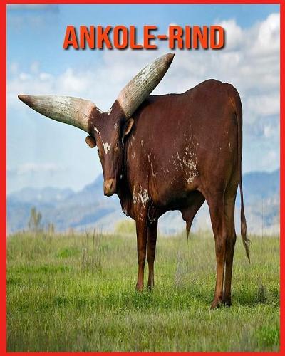 Ankole-Rind: Erstaunliche Fakten & Bilder
