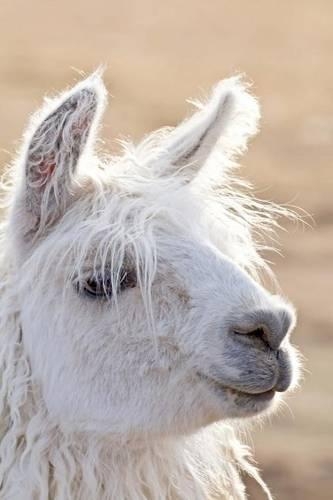 Wonderful White Llama Portrait Journal: 150 Page Lined Notebook/Diary