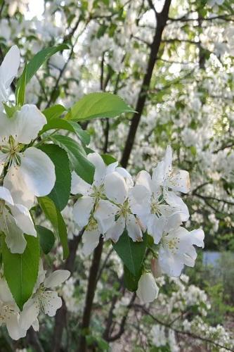 Springtime Journal Beautiful White Flowering Tree Branches