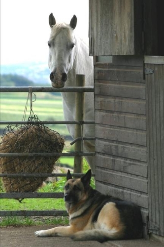 2020 Weekly Planner Horse Photo Equine Horse Dog 134 Pages: 2020 Planners Calendars Organizers Datebooks Appointment Books Agendas