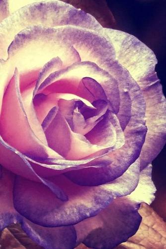 Rose Design Journal: Chic Lined Ruled Paper Stylish Floral Composition Notebook For Women To Write In 150 Page 6x9 Glossy Finish Cover